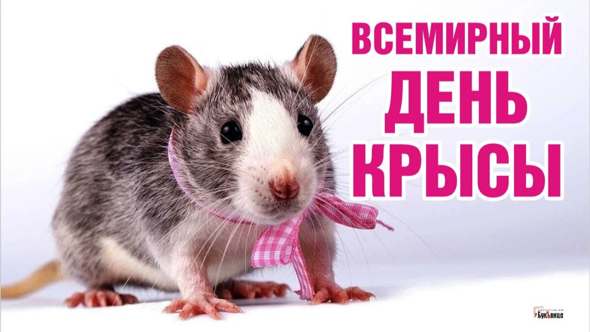 Всемирный день крысы. Иллюстрация: «Весь Искитим»