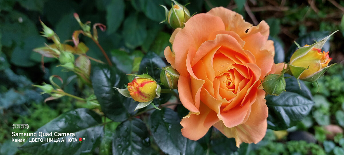 Цветочница анюта розы весной