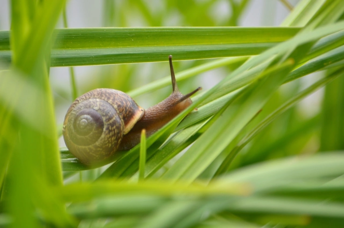 Почему тут улитка?  Да потому,…. У нас с ней встреча,,,у меня на занятии