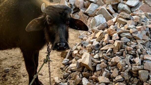     Как сообщает Daily Star, до этого корову сбил скоростной поезд. Удар оказался настолько сильным, что животное пролетело более 30 метров и попало в 82-летнего жителя страны. В это время он справлял нужду у железной дороги.