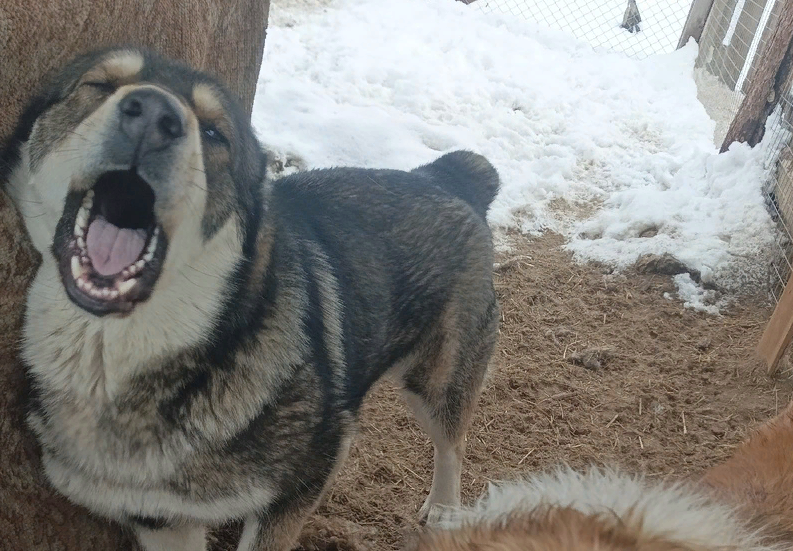 Яша возмущается