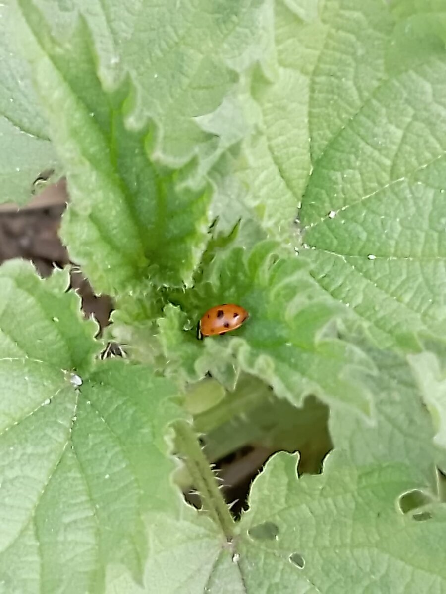 Божья коровка.