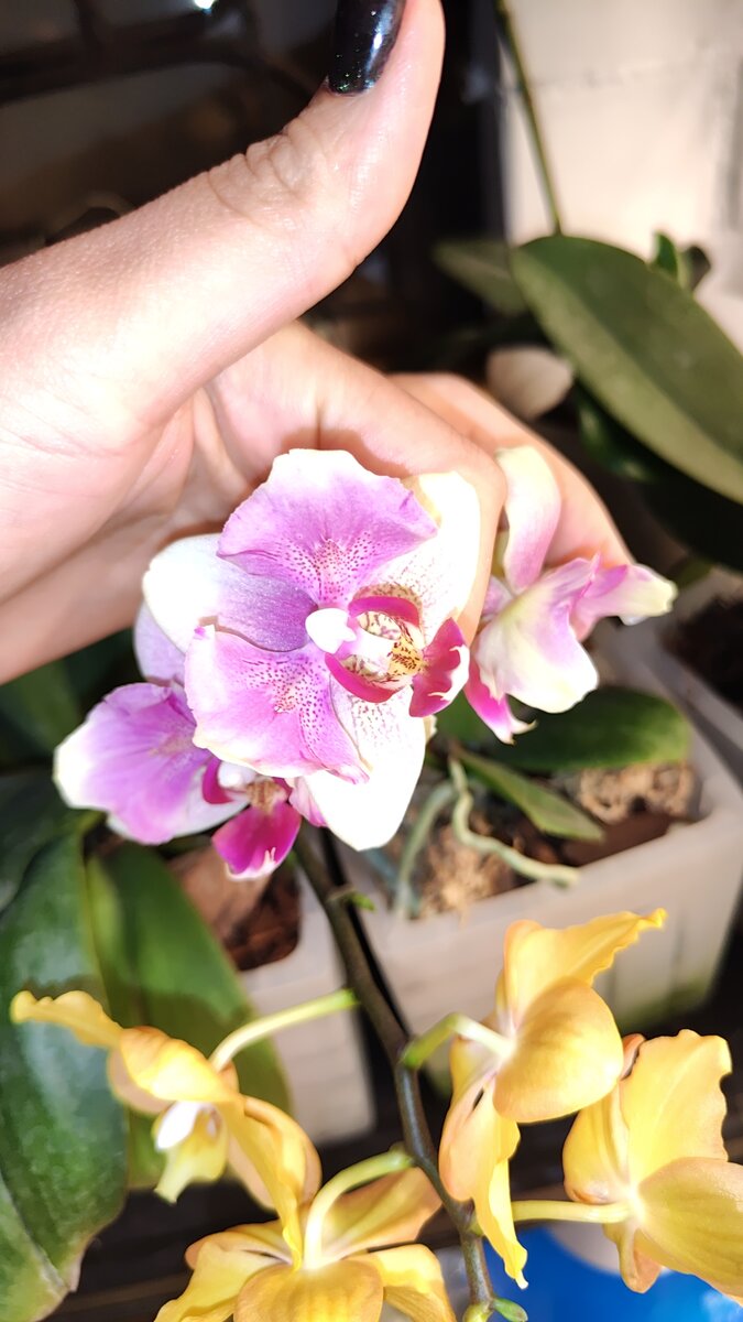 Орхидея Бабочка 🦋 имеет защипы 