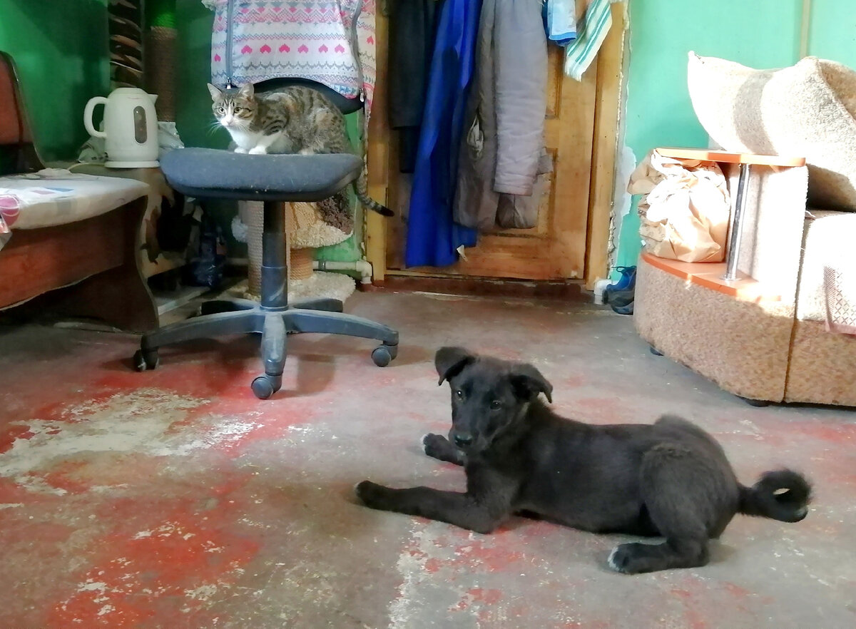 Арчи. Прожил дома 3 недели. Вернули. Не справились с активностью щенка