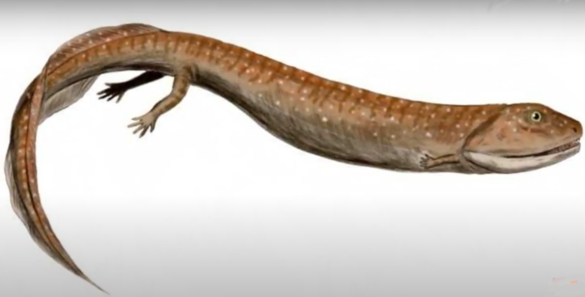 Примерно так выглядел головастик