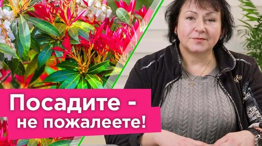 Выбираем самый красивый цветок для тени! Посадите в саду и любуйтесь необычным цветением без лишних хлопот