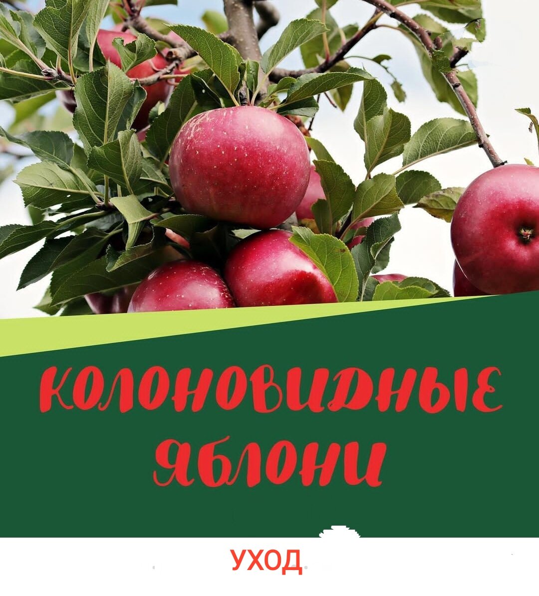 Как ухаживать за колоновидными яблонями, чтобы они давали стабильный  урожай, не болели и долго плодоносили | Эффективно и просто — комнатные  растения, сад и огород | Дзен