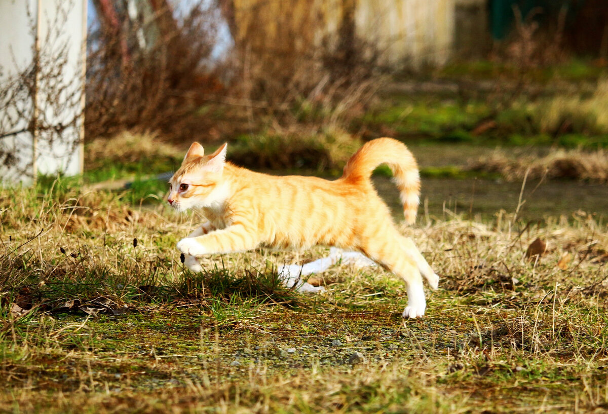 Фото бегущей кошки