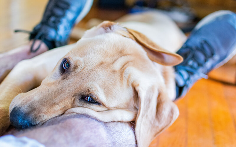 Такое поведение любимой собаки должно иметь очень веские причины. Фото Taylor Kopel/Unsplash
