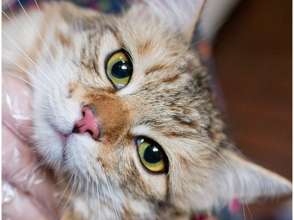 Был домашним, но оказался слишком игривым и активным, не подходил хозяевам по темпераменту. Человекоориентирован, общителен, активен, обожает вкусняшки с тунцом.