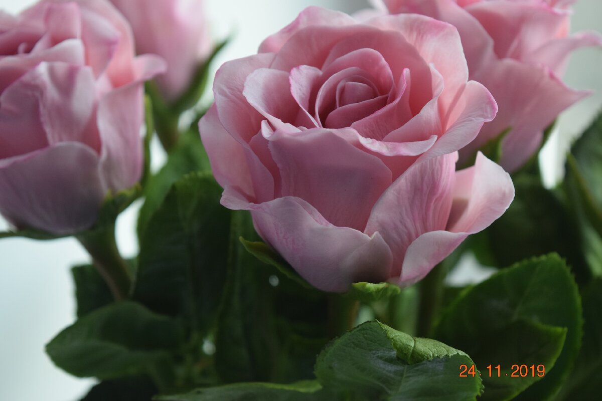 Потрясающие, нежные, живые розочки. Автор Анна Иванова. Листайте галерею->