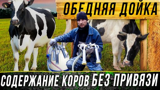 Целомудренная корова 6