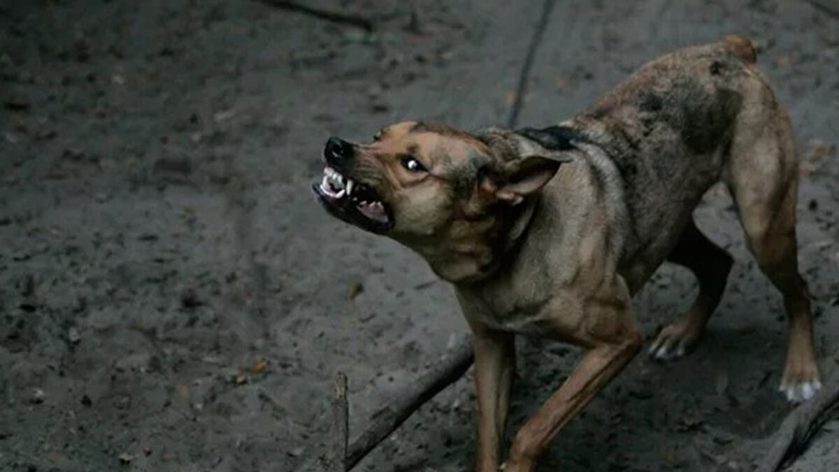 Тренировка поведения и показа