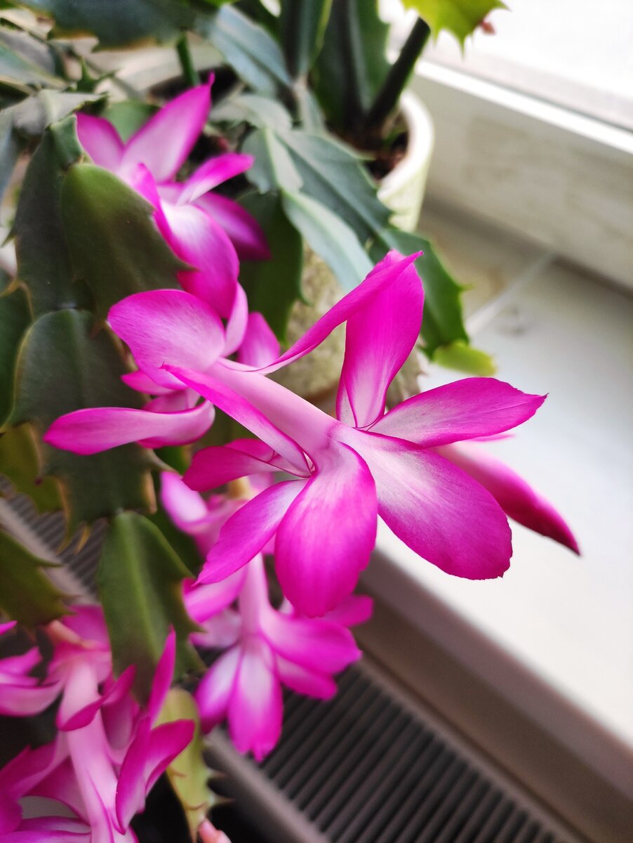 Заметьте, стоят горшки на подоконнике над батареей.