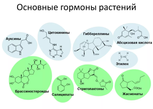 Вот они, основные гормоны растений