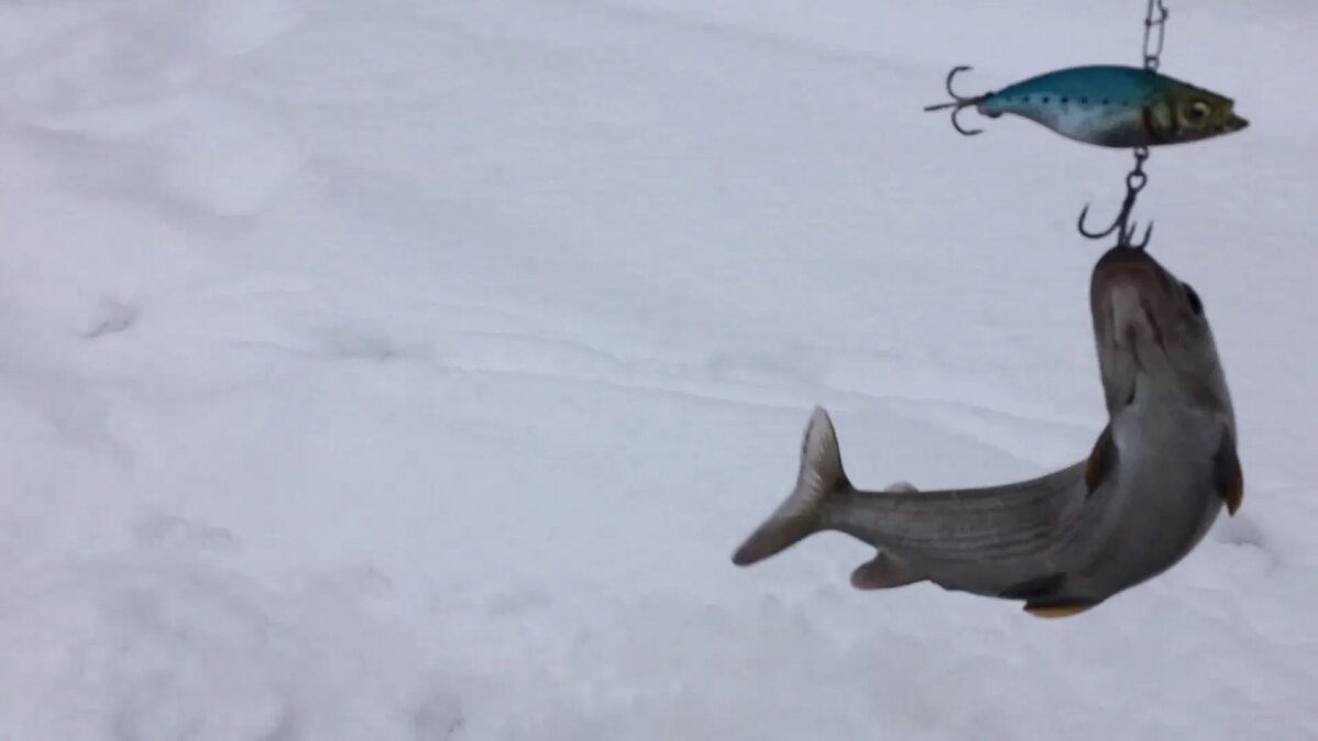 Хариус на раттлин