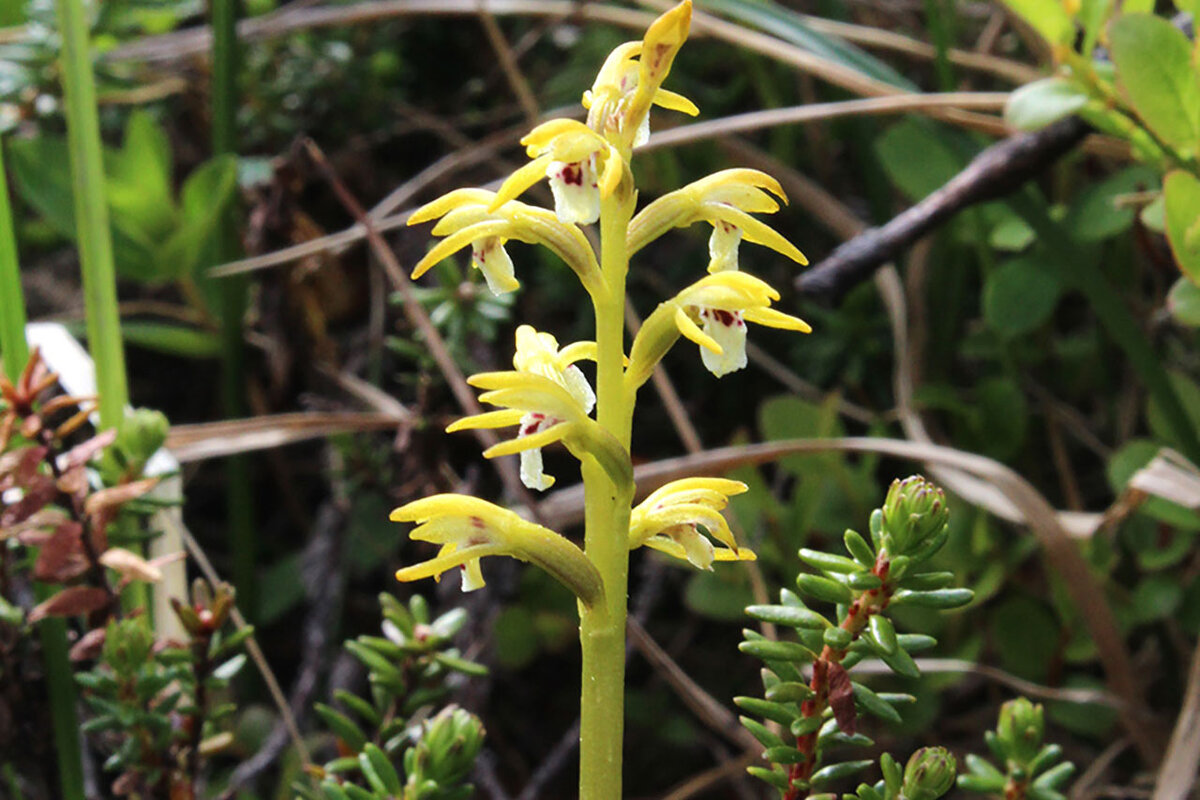 Ладьян трехнадрезный