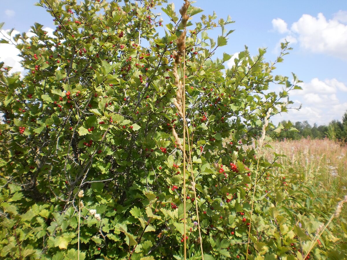в 80-е эти поля возделывались, но в современном мире польза от этих полей никому не нужна