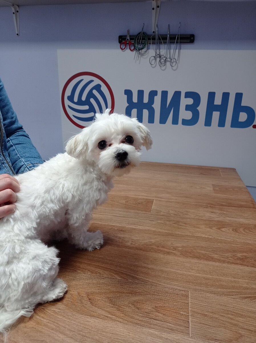 Мальтезе Уго на вакцинации от вирусов и бешенства. 