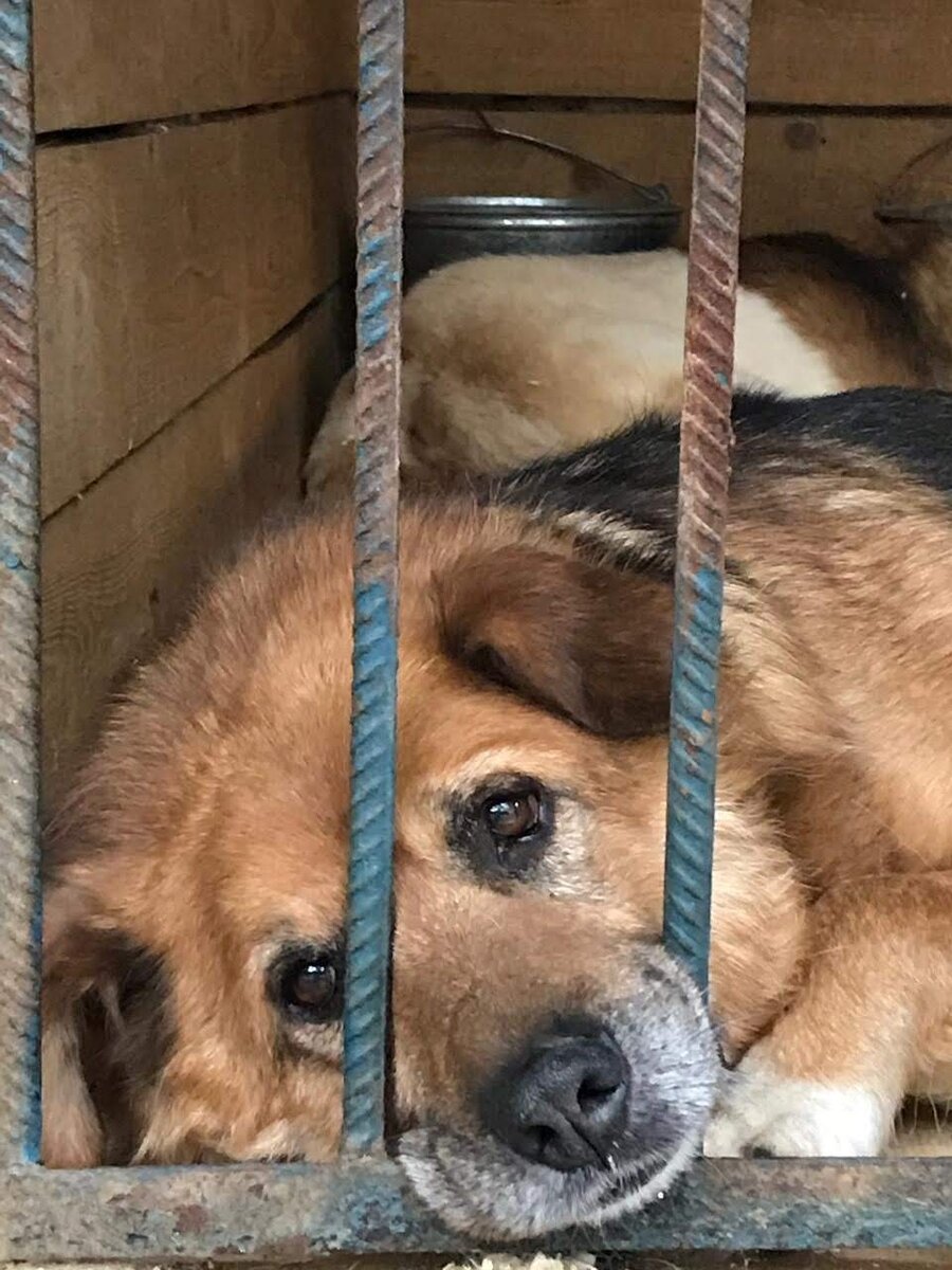 Тоска и боль одинокого пожилого Абрама