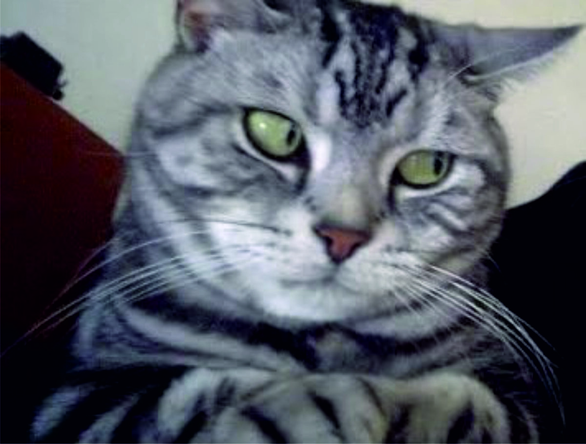 Он что, всерьёз думал, что я ему миску с кашей принесу?!