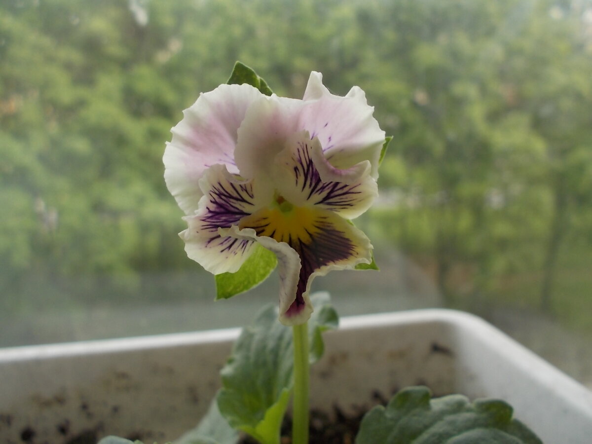 Такие тоже выращиваю