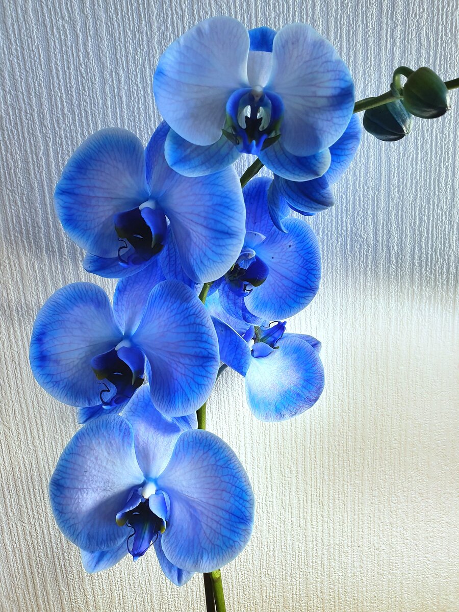 Первый день орхидеи в новом доме, март 2020 года