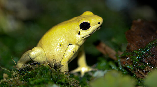 Ужасный листолаз (Phyllobates terribilis) - одно из самых ядовитых позвоночных на планете. Обитает в тропических лесах Колумбии. Фото Brian Gratwicke (flickr.com)