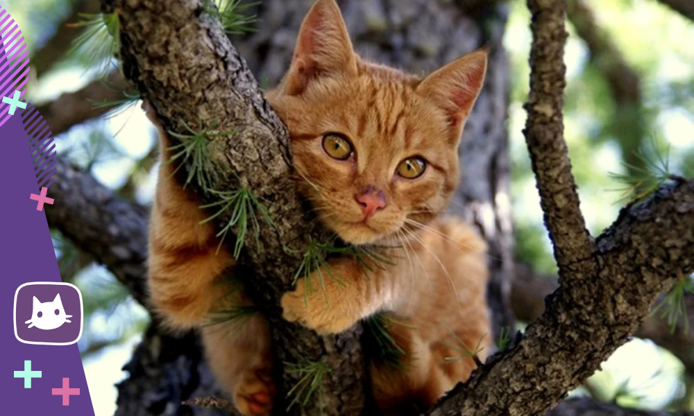 Почему кот или кошка лезет на дерево, а потом не может слезть