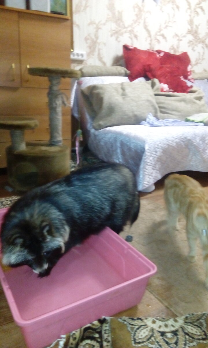 Роксана. Комната для животных. Здесь они чувствуют себя в полной безопасности.