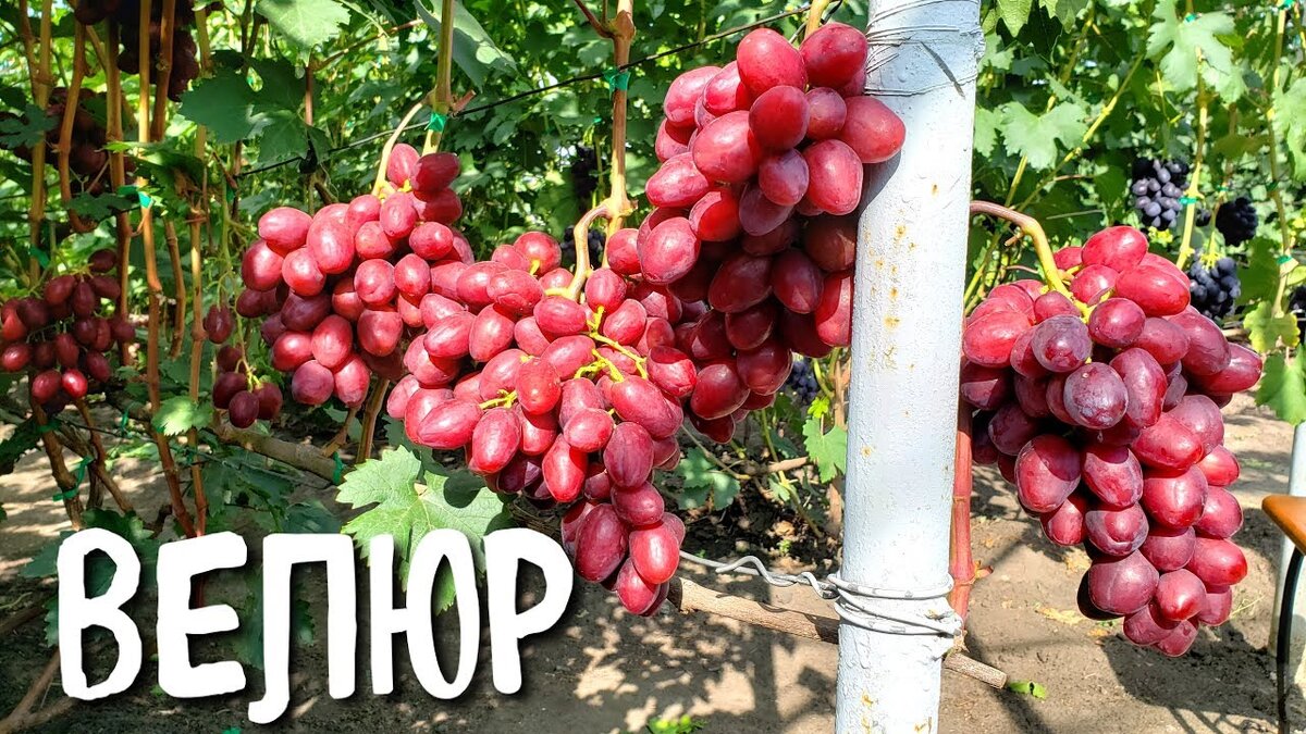 ГФ Велюр Криули С. И. и Китайченко
