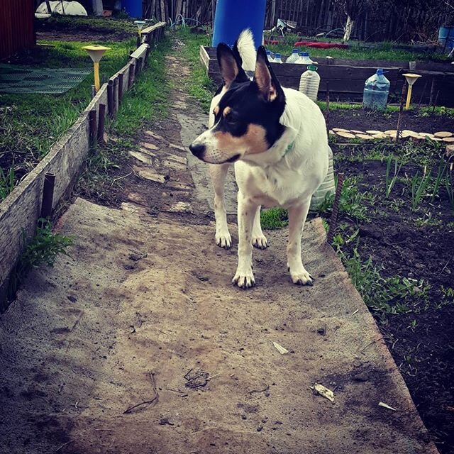 Наш Дикий