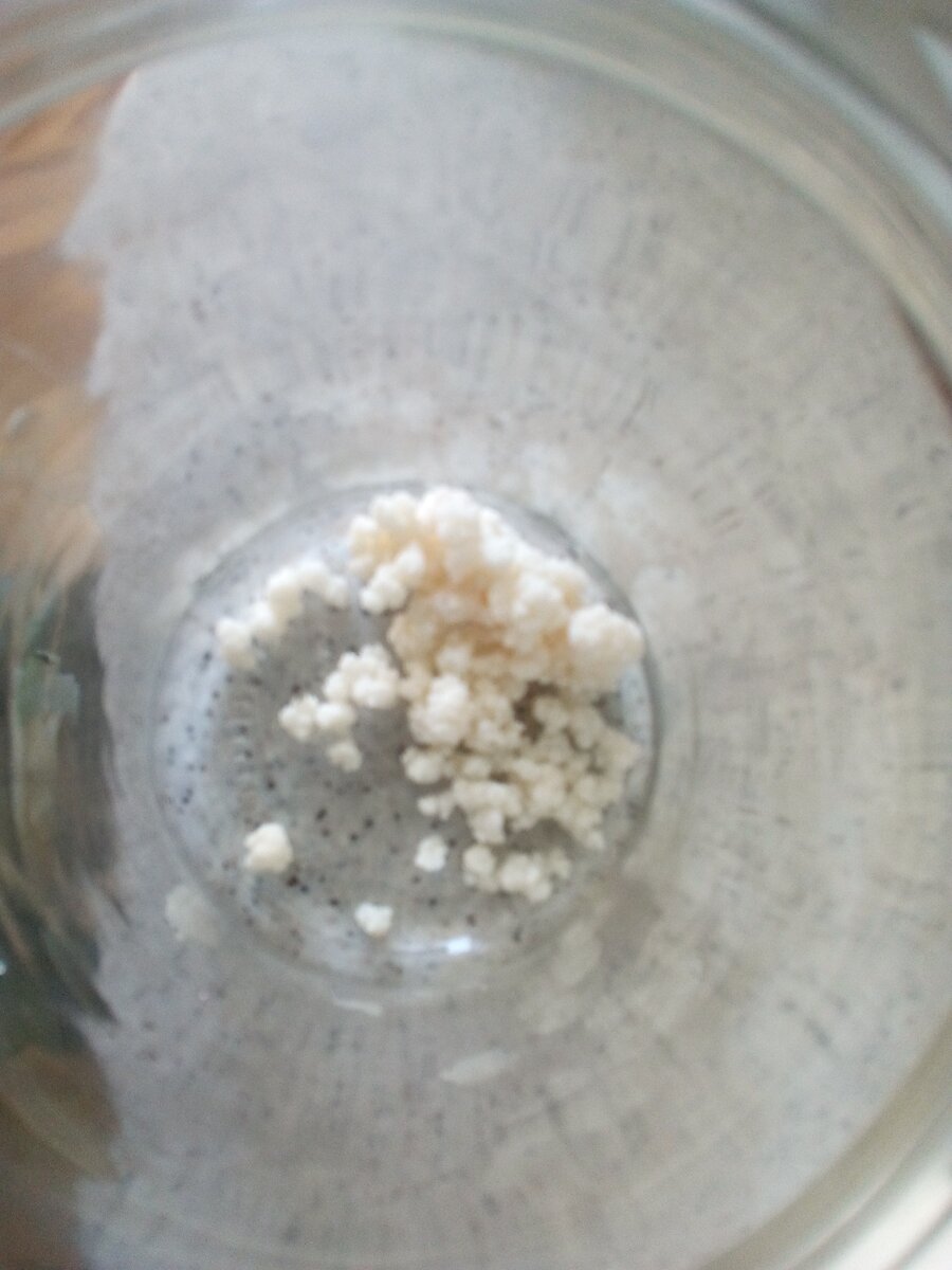 камбучу. фото автора