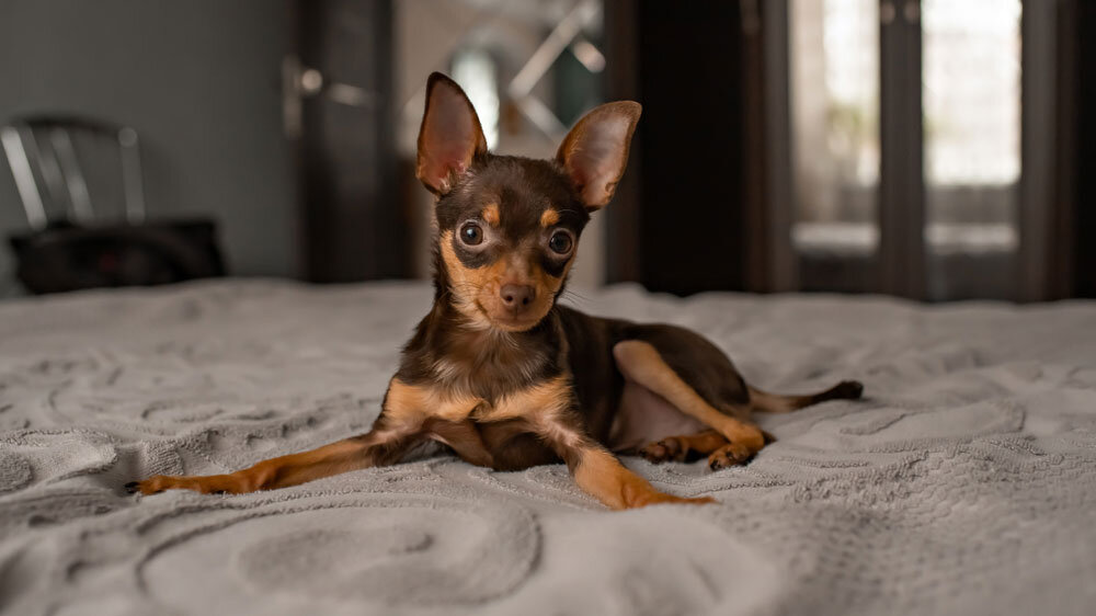 Той терьер черно подпалый щенок. Той терьеры в иркутске. Чистокровный той терьер. Той терьер черно подпалый щенок. То1 терьер мини.