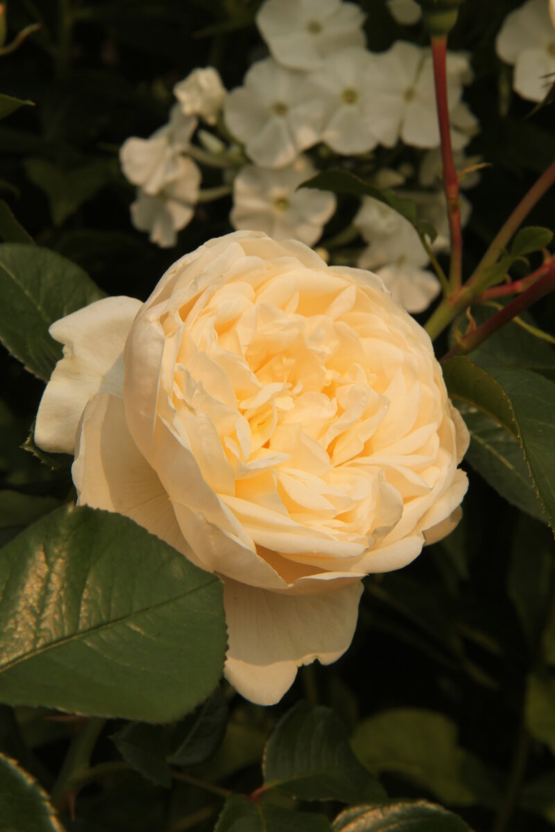 фото в тени