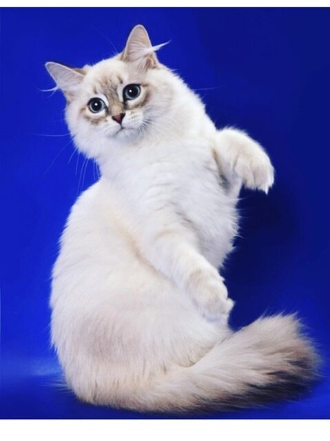 Пушистая красавица.