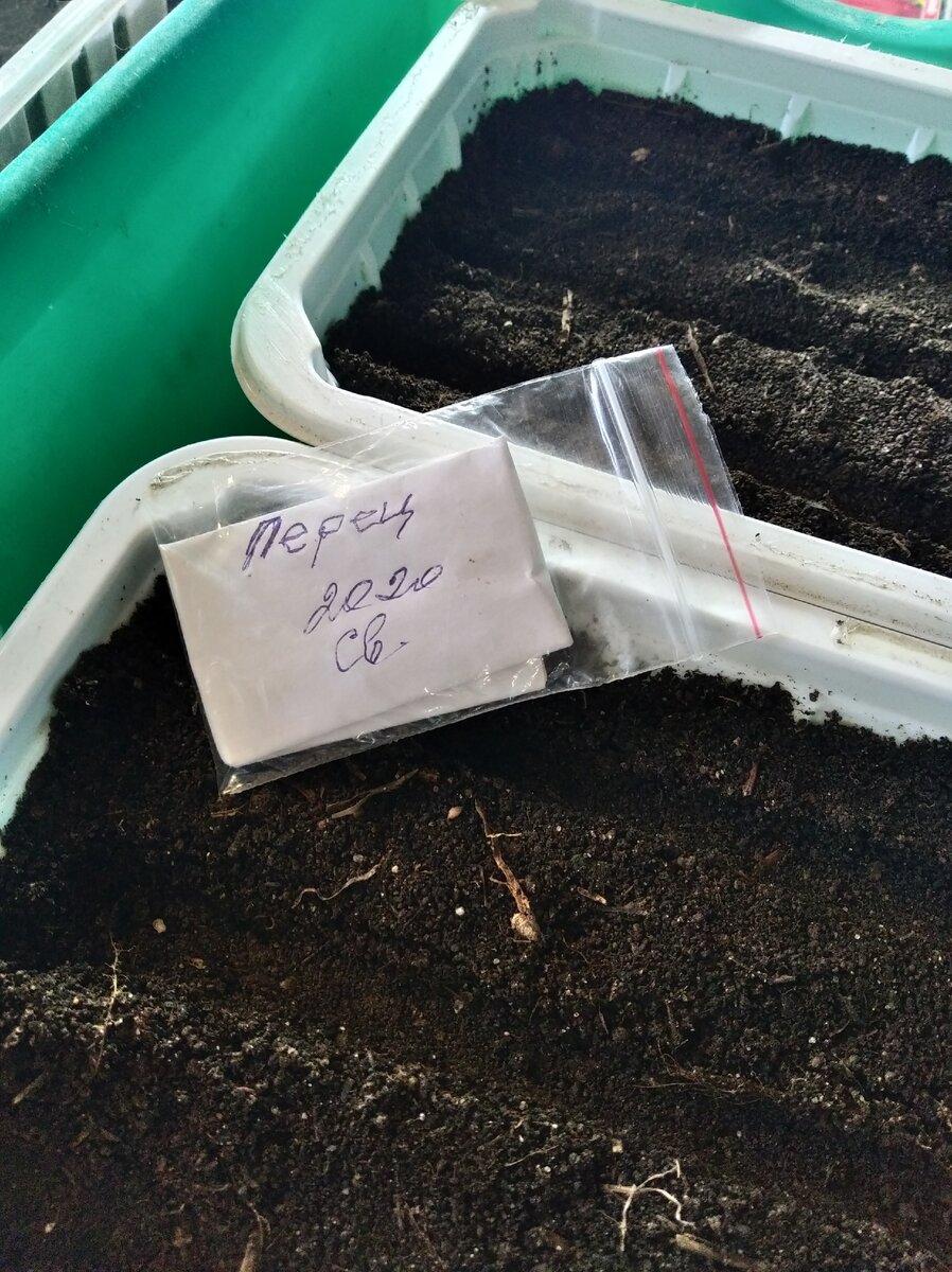 Почву подготовила, семена выбрала.