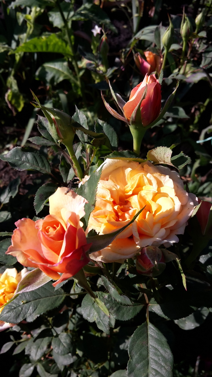 Роза с дачи