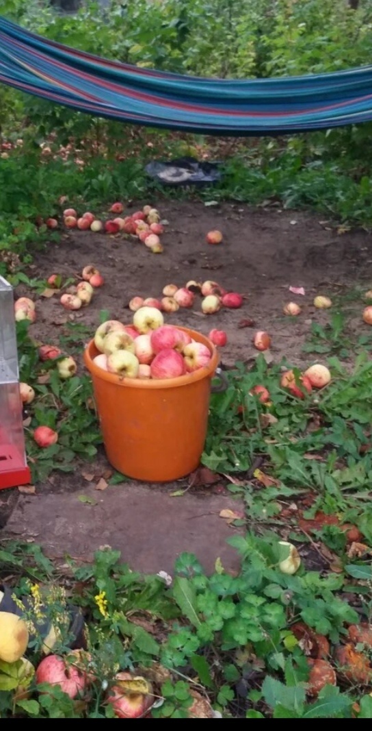 Яблоки на моей даче