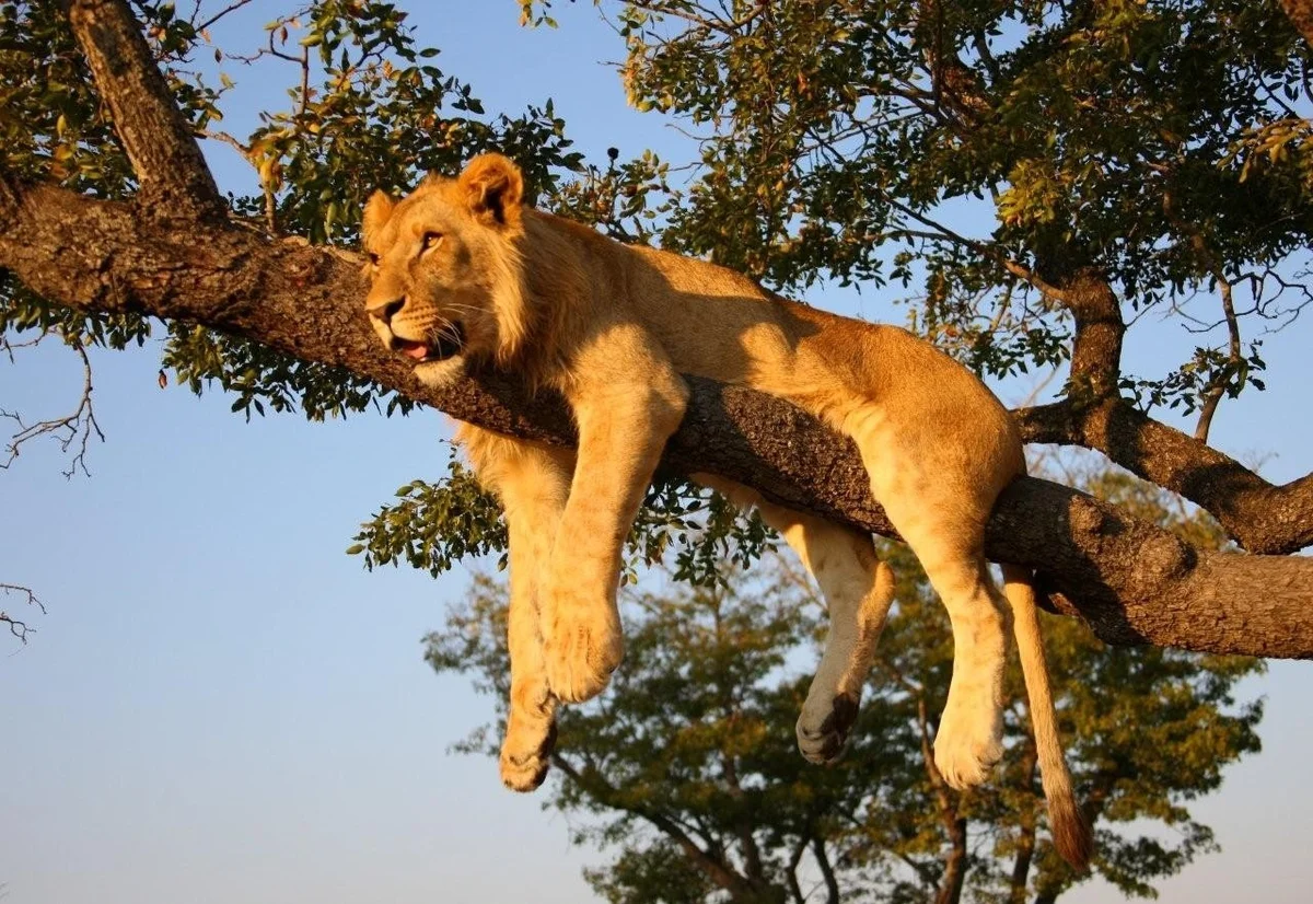 Лев на дереве. Львы в дикой природе. Львица на дереве. Лев в природе.