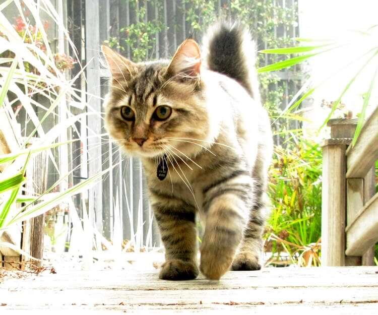 Американский бобтейл