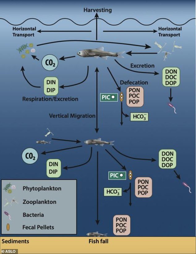 Диаграмма, показывающая, как рыба способствует биологическому насосу углерода. Углекислый газ, поглощаемый океаном, поглощается фитопланктоном и может либо оставаться на поверхности, либо опускаться на водные глубины. 