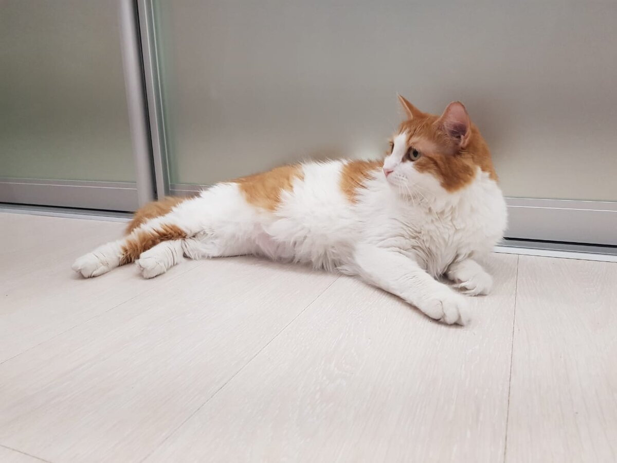 Первый день кошечки дома.