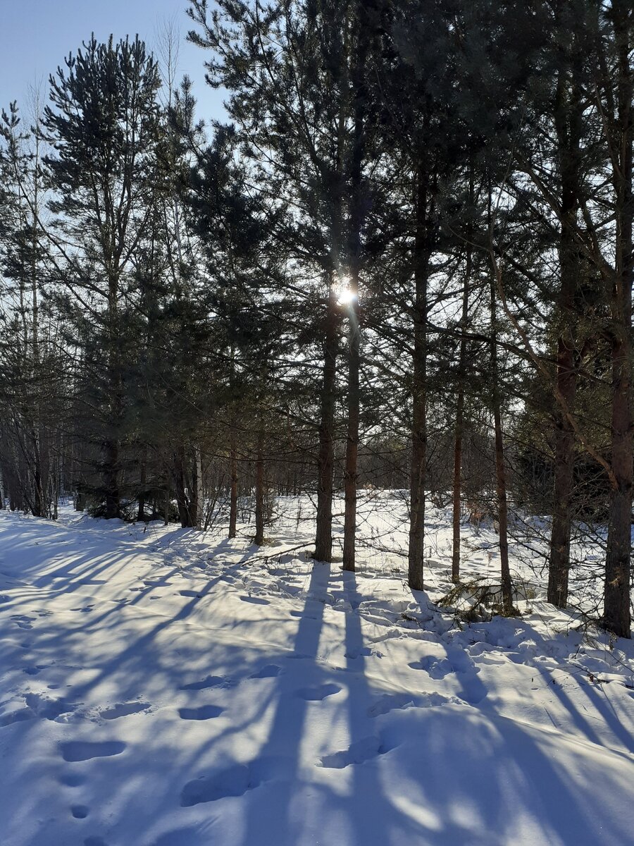Зимний лес. Фото автора канала