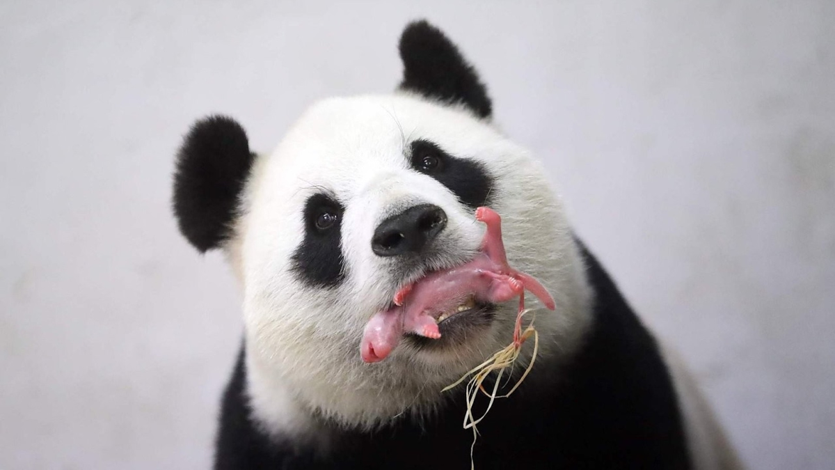 Такая особенность среди плацентарных млекопитающих есть только у панд! 