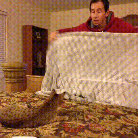 Гиф-анимация из общего доступа