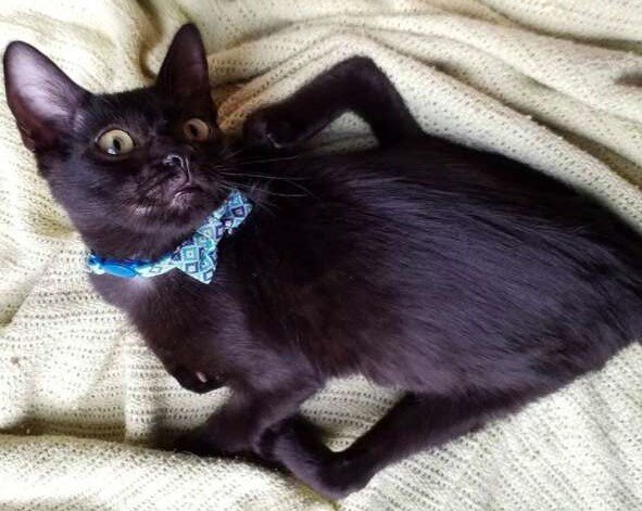 Арис. Источник фото: https://sovkus.ru/pozitiv/osobennyj-kot-aris-s-pauchimi-lapkami.html