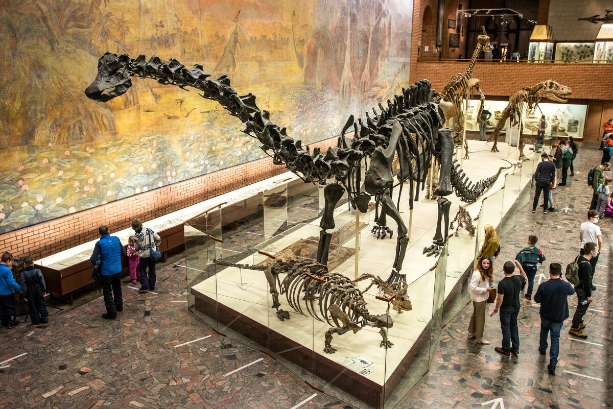 Палеонтологический музей имени ю. а. Орлова. Палеонтологический музей Орлова. Палеонтологический музей имени ю. а. Орлова экспонаты. Палеонтологический музей динозавры.