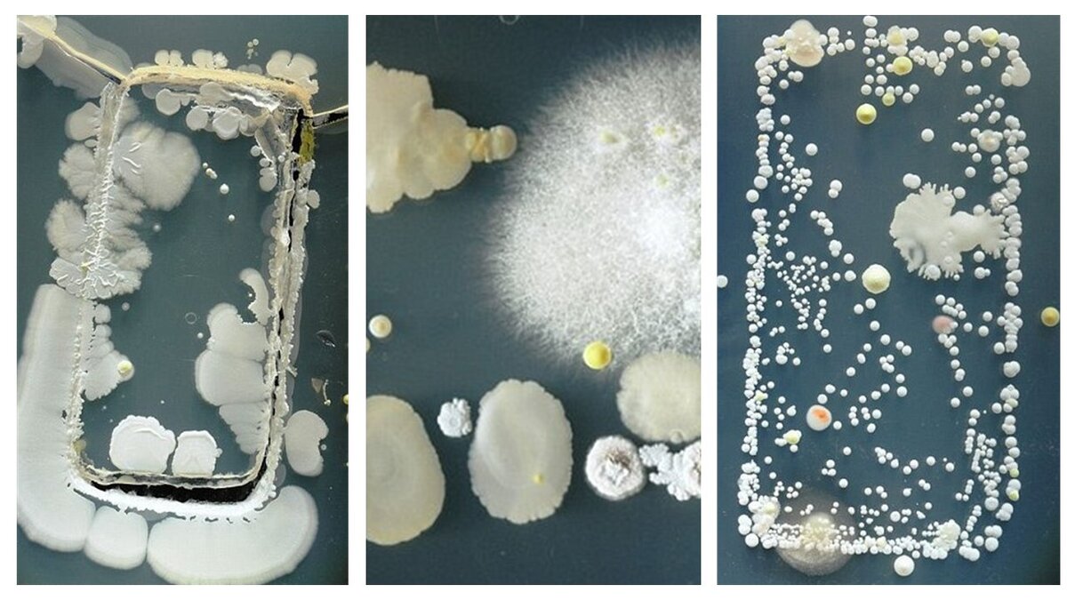 Результаты  3х дневного роста отпечатка с телефона на питательной среде