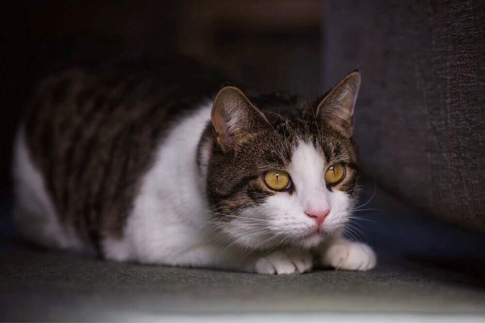 Кошка затаилась